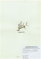 藏品(乳頭軟骨凹頂藻)的圖片